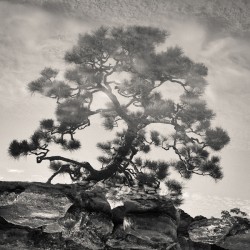 Pine Bonsai Reflection