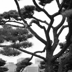Kokyo Gaien Branches
