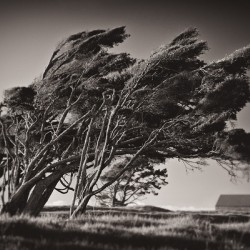 Windswept Trees