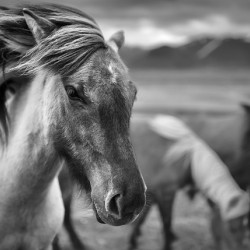 Icelandic Horse