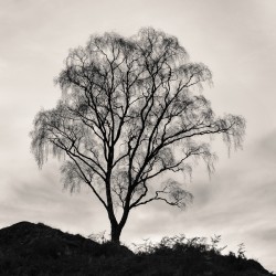 After The Leaves Have Gone