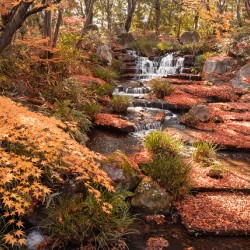 Autumn in Kokoen Garden