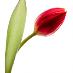 Red Tulip