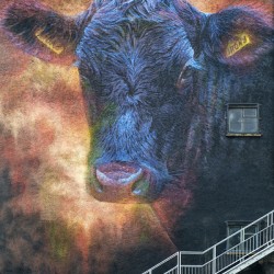 Ballymoney Cow Mural