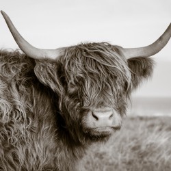 Highland Coo