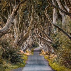 The Dark Hedges