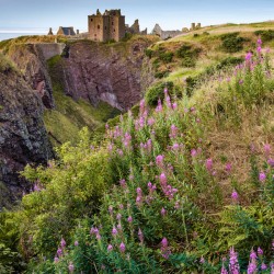 Summer at Dunnottar Castle