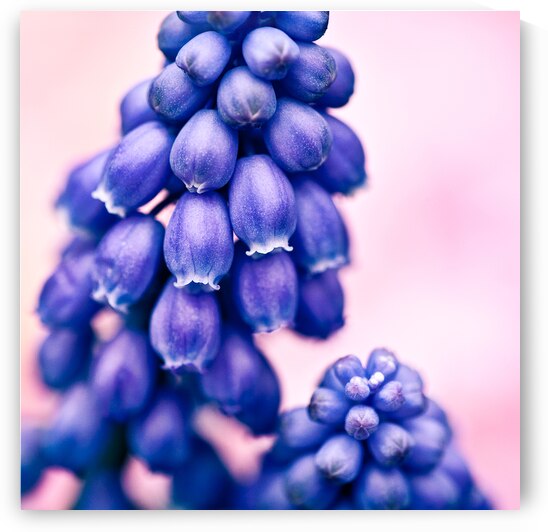 Muscari Buds by Dave Bowman