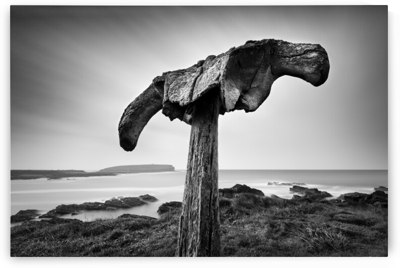 Whalebone by Dave Bowman