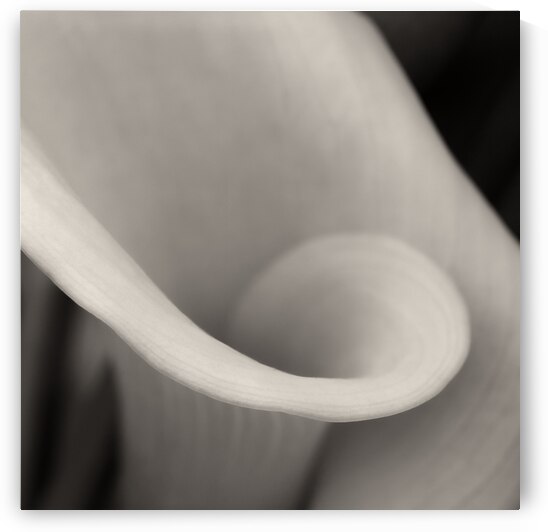 Delicate Beauty by Dave Bowman