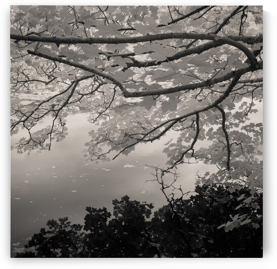 Bosherston Lakes by Dave Bowman