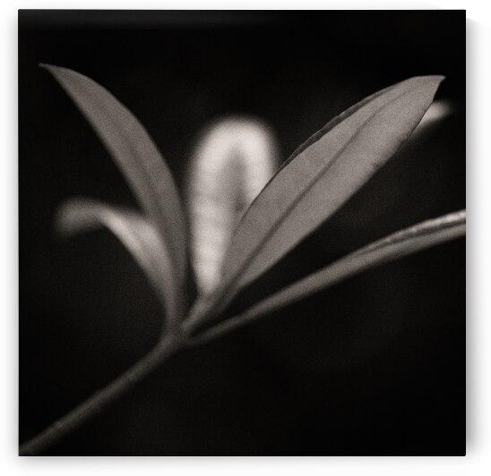 Woodland Study 6 by Dave Bowman