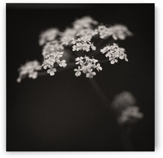 Woodland Study 2 by Dave Bowman