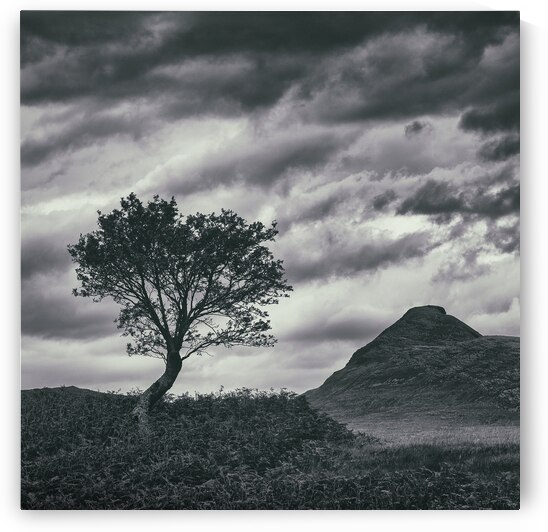 Assynt Tree by Dave Bowman