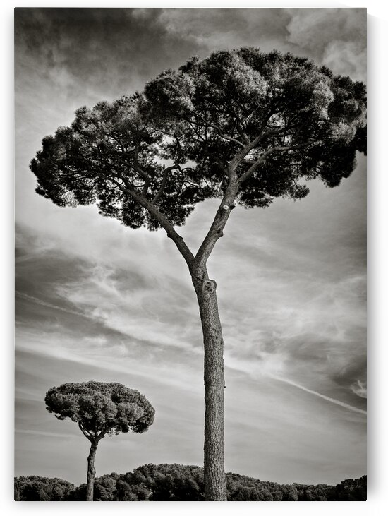 Roman Forum Trees by Dave Bowman