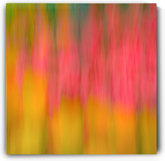Tulips in Motion by Dave Bowman