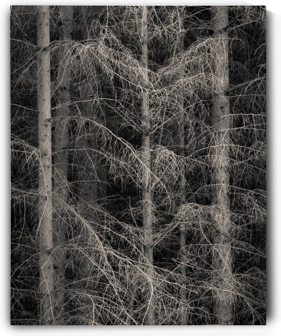 The Edge of Silence by Dave Bowman