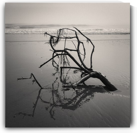 Washed Ashore by Dave Bowman