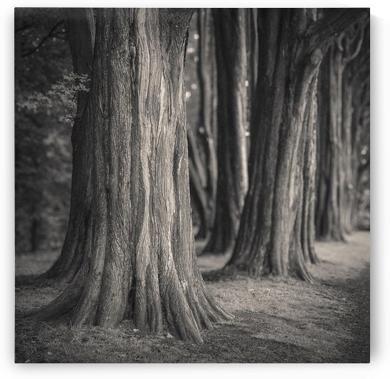 Plas Newydd Trees by Dave Bowman