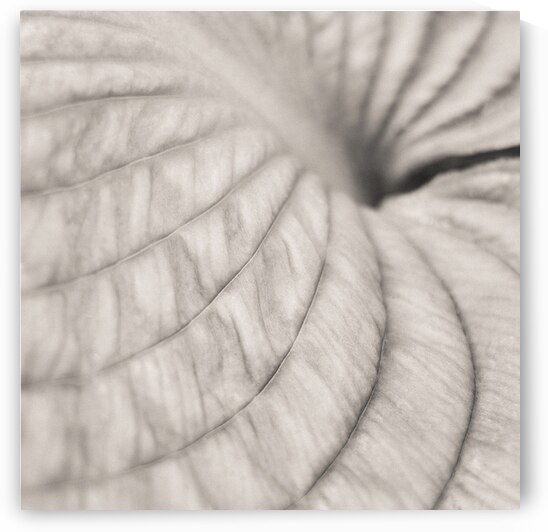 Hosta Leaf by Dave Bowman