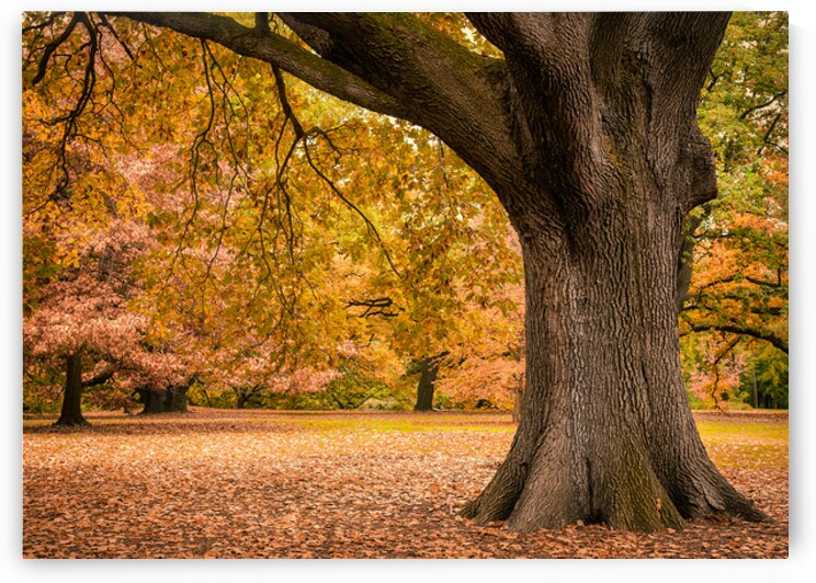 Autumn in Melbourne by Dave Bowman