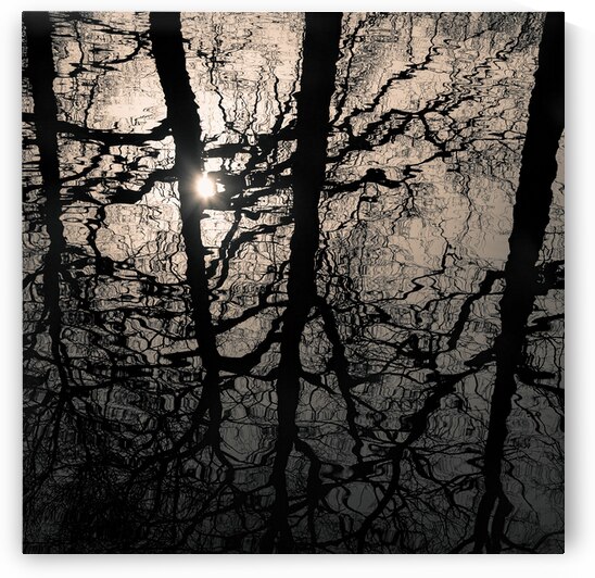 Woodland Waters by Dave Bowman