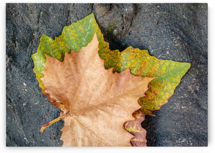 Two Autumn Leaves by Dave Bowman