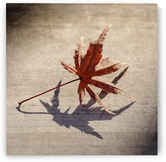 Fallen Beauty by Dave Bowman