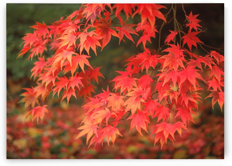 Japanese Red Maple by Dave Bowman