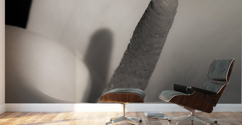 White Calla Lily Wall Murals