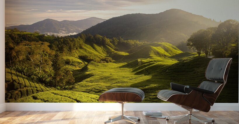 Tea Plantation Sunrise Wall Murals