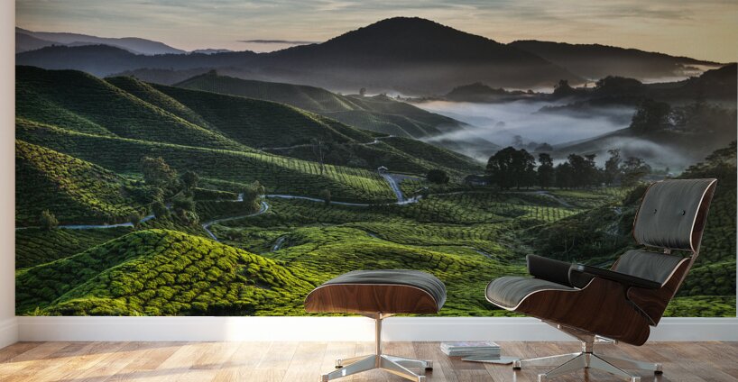 Tea Plantation at Dawn Wall Murals