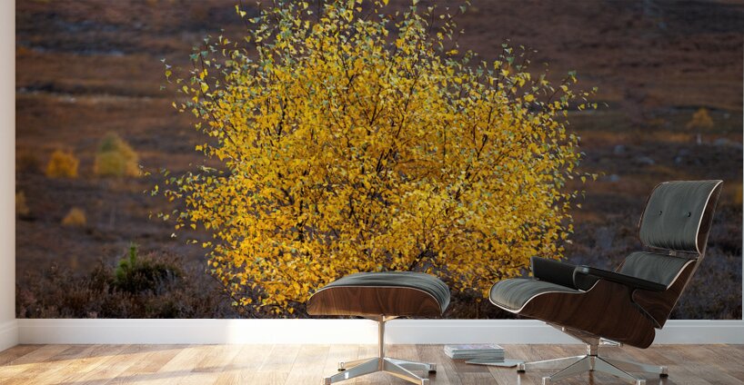 Autumn Tree Wall Murals