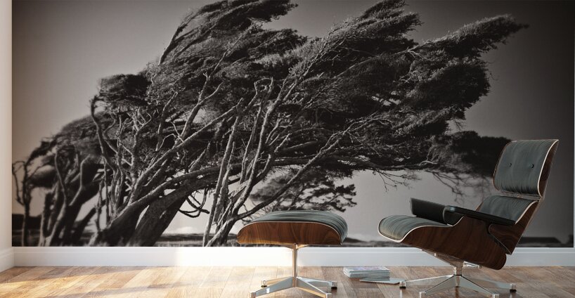 Windswept Trees Wall Murals
