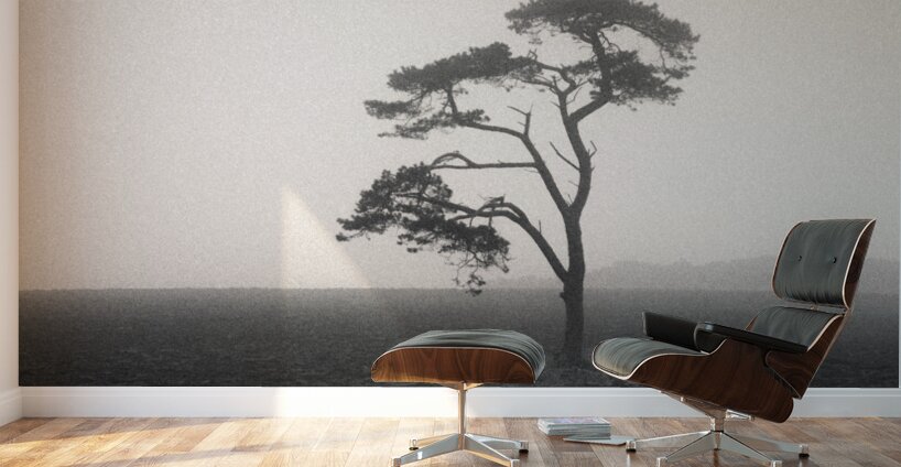 St Cyrus Tree Wall Murals