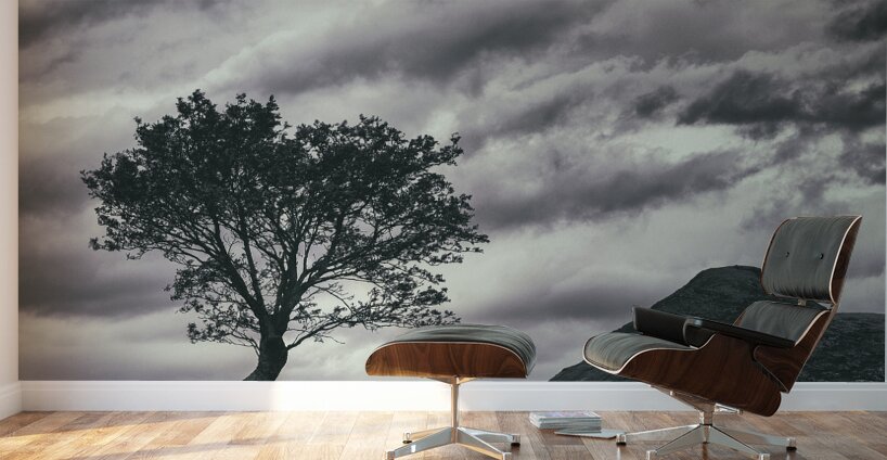 Assynt Tree Wall Murals