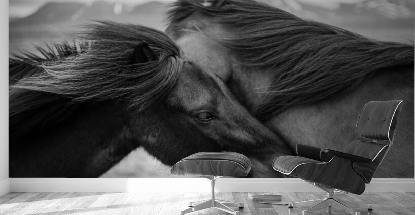 Wild Icelandic Horses Wall Murals