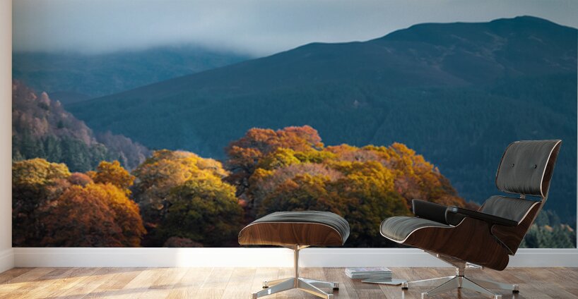 Autumn at Tay Forest Park Wall Murals