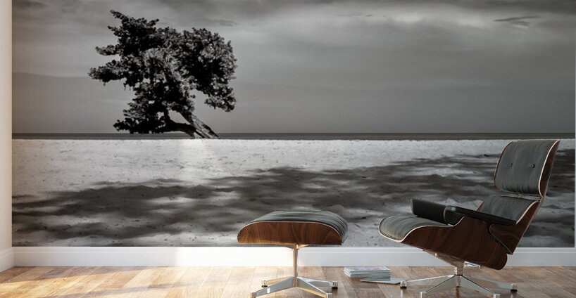 Beach Tree Wall Murals