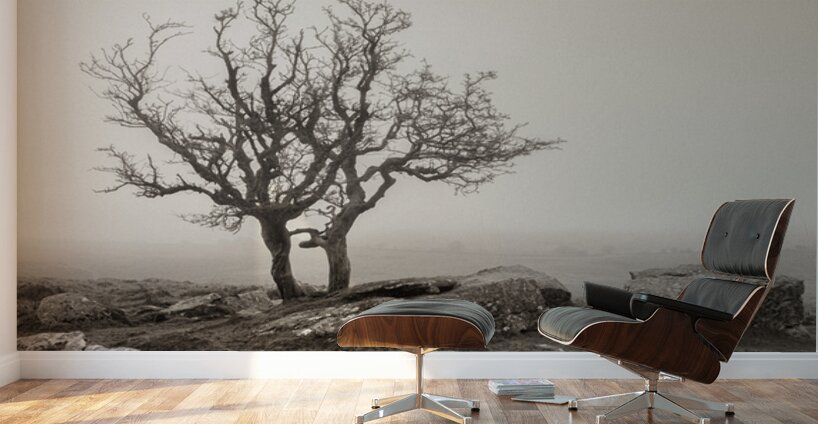 Dartmoor Solitude Wall Murals