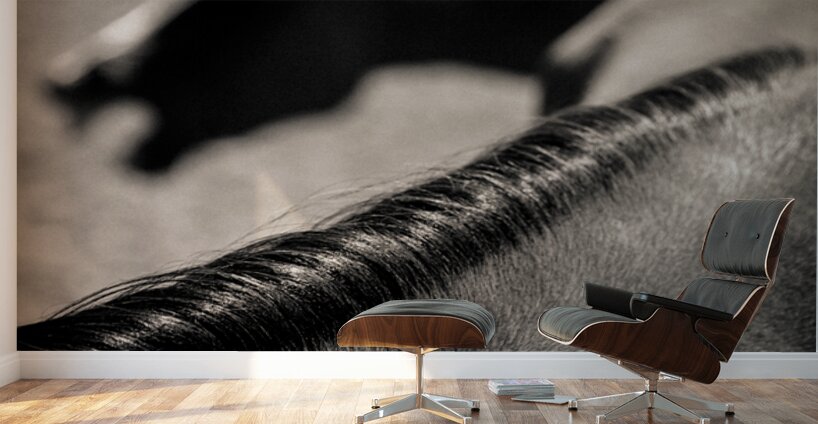 Horse Play Wall Murals