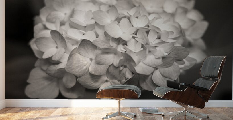 Hydrangea Wall Murals