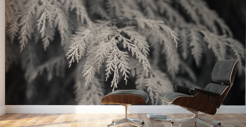 Cypress Leaves Wall Murals