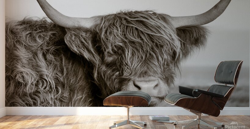 Highland Coo Wall Murals