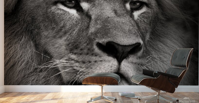 Lion Wall Murals