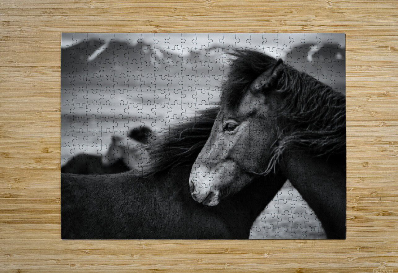Icelandic Horses Dave Bowman Puzzle printing