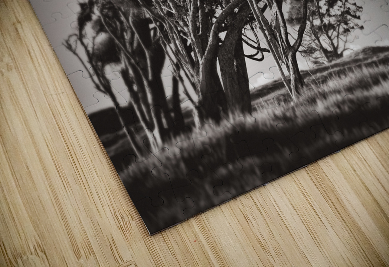 Windswept Trees Dave Bowman Puzzle