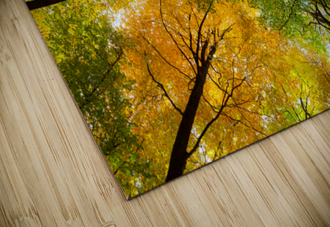 Autumnal Display Dave Bowman Puzzle