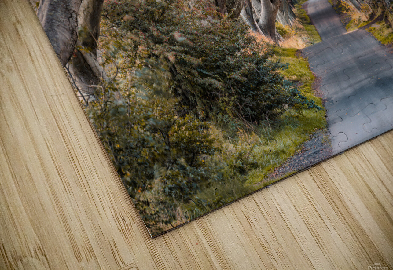 The Dark Hedges Dave Bowman Puzzle