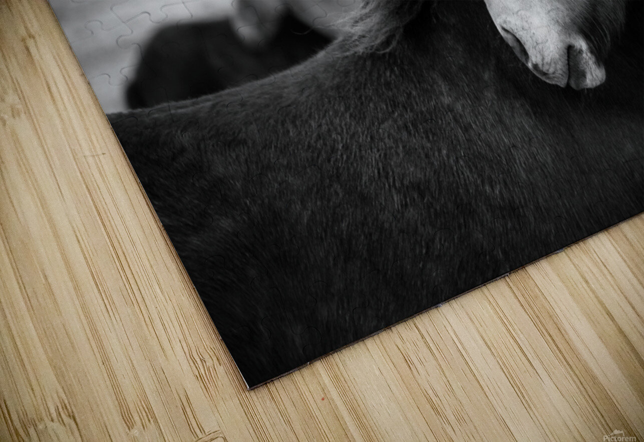 Icelandic Horses Dave Bowman Puzzle